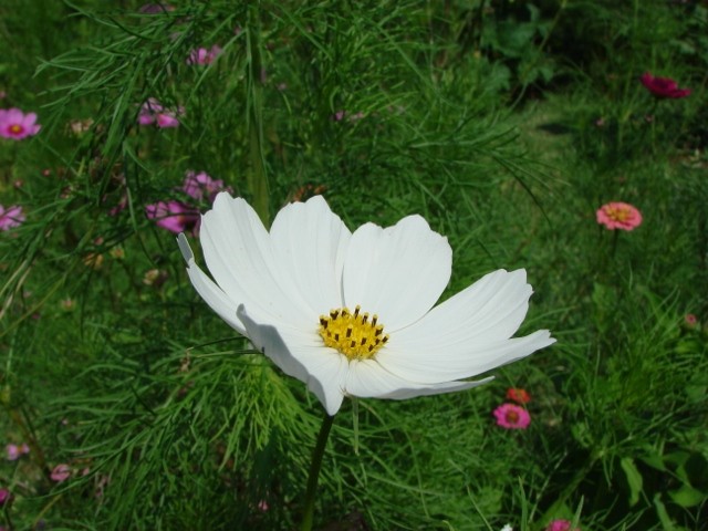 iskrica bijela